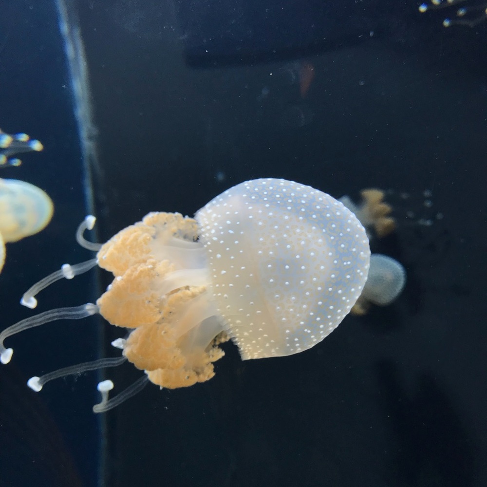 Meet your Posher, Eli